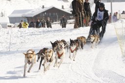 Lenk 2012 SM